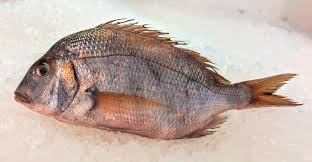 Image result for Stenotomus chrysops