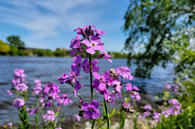 Image result for Hesperis matronalis