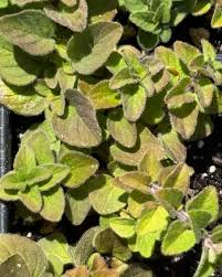 Image result for Origanum vulgare