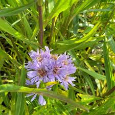 Image result for Aster novi-belgii