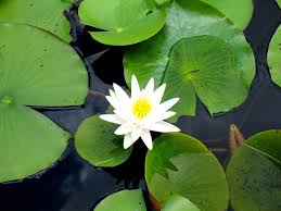 Attēlu rezultāti vaicājumam “Nymphaeaceae”