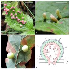 Attēlu rezultāti vaicājumam “Eriophyes padi”