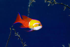 Attēlu rezultāti vaicājumam “Arthonia byssacea”