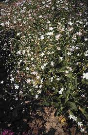 Image result for Gypsophila elegans