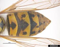 Attēlu rezultāti vaicājumam “Vespula germanica male”