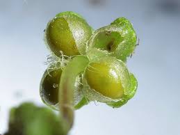 Attēlu rezultāti vaicājumam “Reboulia hemisphaerica”