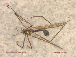 Attēlu rezultāti vaicājumam “Ptychoptera sp.”