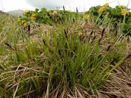 Attēlu rezultāti vaicājumam “Carex cespitosa flower”