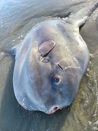 Image result for Mola alexandrini