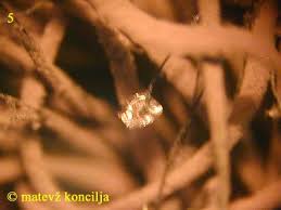 Attēlu rezultāti vaicājumam “Stemonitis lignicola”