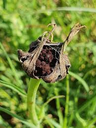 Attēlu rezultāti vaicājumam “Microbotryum tragopogonis - pratensis”