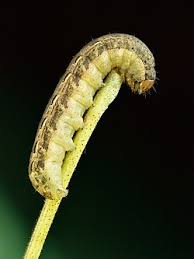 Attēlu rezultāti vaicājumam “Noctua pronuba”