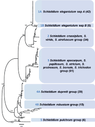 Attēlu rezultāti vaicājumam “Schistidium robustum”