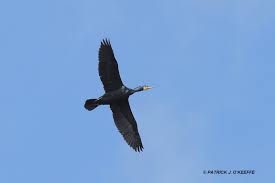 Attēlu rezultāti vaicājumam “Phalacrocorax carbo adult”