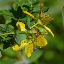 Attēlu rezultāti vaicājumam “Hypericum maculatum”