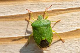 Attēlu rezultāti vaicājumam “Palomena prasina imago”