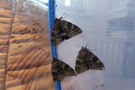 Attēlu rezultāti vaicājumam “Catocala fraxini”