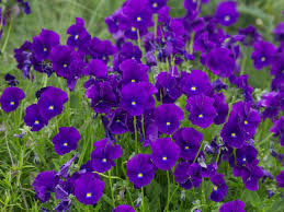 Image result for Veilchen