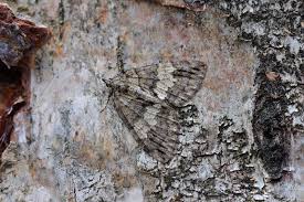 Attēlu rezultāti vaicājumam “Hydriomena impluviata”