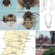 Attēlu rezultāti vaicājumam “Ptinus sp. male”