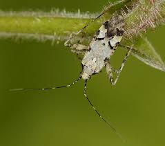 Attēlu rezultāti vaicājumam “Phytocoris tiliae”
