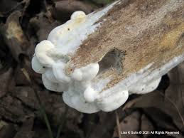 Attēlu rezultāti vaicājumam “Gloeoporus taxicola”