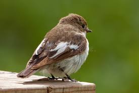 Attēlu rezultāti vaicājumam “Ficedula hypoleuca”