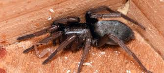 Attēlu rezultāti vaicājumam “Gnaphosidae”