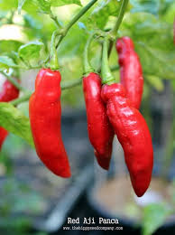 Afbeeldingsresultaat voor aji panca hot pepper