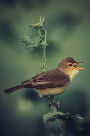 Image result for Hippolais polyglotta