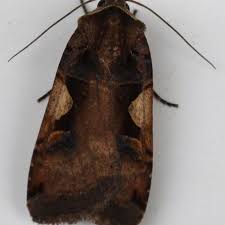 Attēlu rezultāti vaicājumam “Xestia c-nigrum”