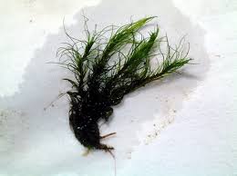 Attēlu rezultāti vaicājumam “Dicranum montanum sporophyte”