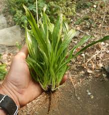 Attēlu rezultāti vaicājumam “Plantago lanceolata leaf”