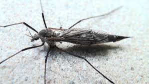 Attēlu rezultāti vaicājumam “Tipulidae female”