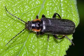 Attēlu rezultāti vaicājumam “Cantharis obscura”