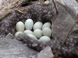 Attēlu rezultāti vaicājumam “Anas platyrhynchos eggs”