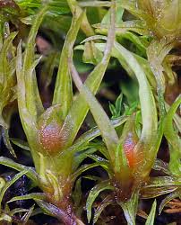 Attēlu rezultāti vaicājumam “Dicranella staphylina cells”