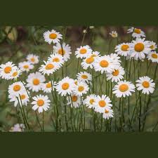 Image result for Chrysanthemum leucanthemum