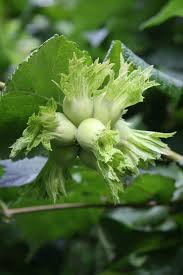 Attēlu rezultāti vaicājumam “Corylus avellana fruit”