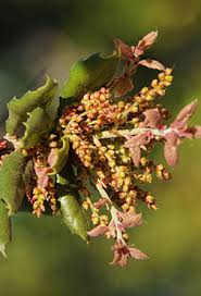 Attēlu rezultāti vaicājumam “Quercus robur female flower”