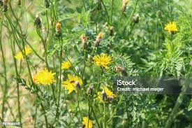 Attēlu rezultāti vaicājumam “Leontodon hispidus flower”
