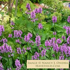 Attēlu rezultāti vaicājumam “Stachys officinalis leaf”