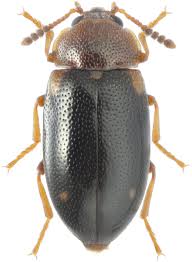 Attēlu rezultāti vaicājumam “Tetratoma ancora”