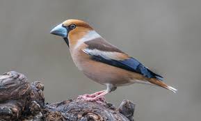 Attēlu rezultāti vaicājumam “Coccothraustes coccothraustes”