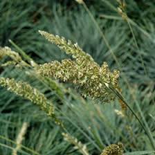 Attēlu rezultāti vaicājumam “Koeleria glauca flower”