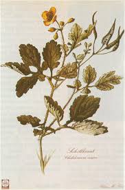Image result for Chelidonium majus