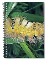 Attēlu rezultāti vaicājumam “Calliteara pudibunda”