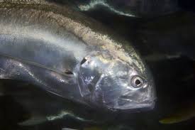 Image result for Caranx hippos