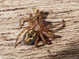 Attēlu rezultāti vaicājumam “Trichia longipalpis macro”