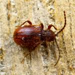 Attēlu rezultāti vaicājumam “Ptinus sp.”